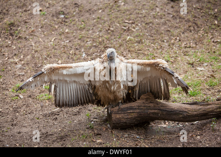 Abgebildet ist ein Kap Geier auf Alligatorfarm Zoological Park in St. Augustine, Florida Stockfoto