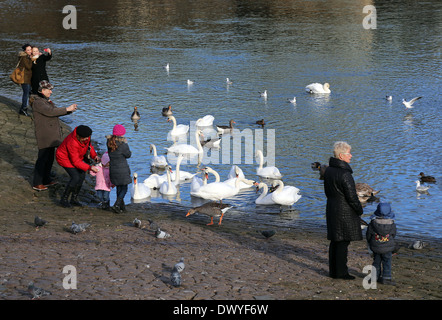 Dresden, Deutschland, Leute Fuettern Schwäne und Graugaense an der Elbe Stockfoto