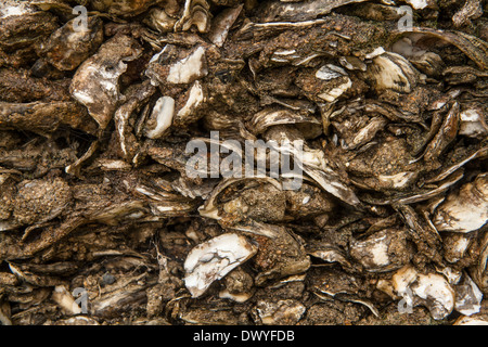 Details zu eine Steinmauer Coquina ist abgebildet in St. Augustine Brunnen der Jugend archäologischen Park in Florida Stockfoto