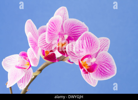 Phalaenopsis; Motte Orchidee Blumen auf blauem Hintergrund Stockfoto