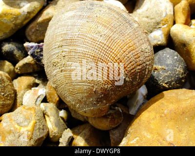 Ein Bild zeigt das Konzept eines Urlaubs am Strand mit einer Shell unter Kiesel Stockfoto