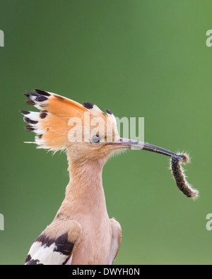 Euarasian Wiedehopf (Upupa Epops) hält einen frisch gefangenen nicht identifizierten Caterpiller Stockfoto