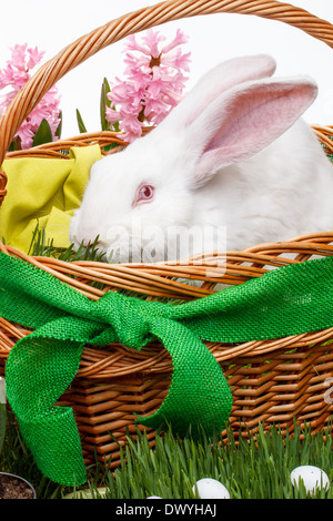 Nahaufnahme von Ostern weiße Kaninchen in Korb Stockfoto