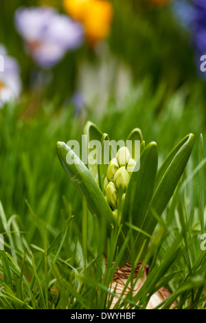 Weiße Hyazinthe Blume wächst Gras Stockfoto