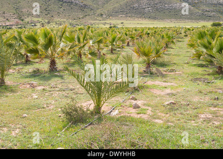 Baby-Palmen in Reihe auf einer Plantage Stockfoto