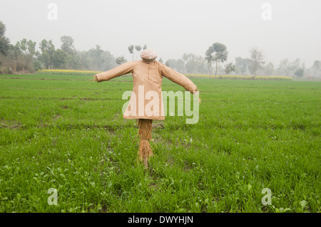 Indische Landwirtschaft Bereich Stockfoto