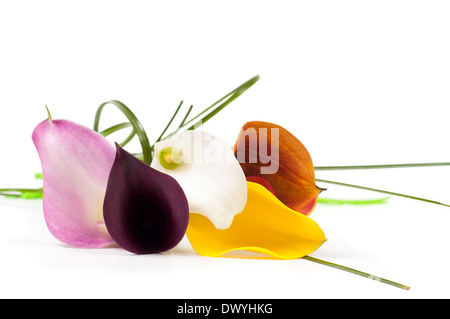 Fünf schöne Calla Blumen Stockfoto