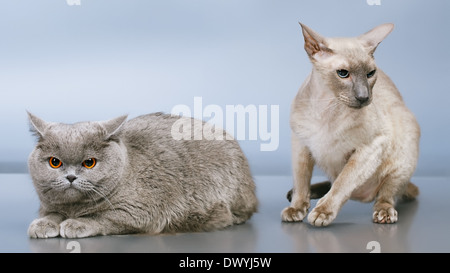 Peterbald und blau Britisch Kurzhaar Katze, grauen Hintergrund Stockfoto