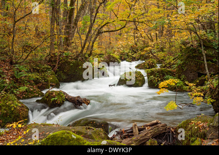 Herbst-Blick auf Oirase Gebirgsbach, Präfektur Aomori, Japan Stockfoto