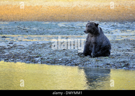 Grizzly Bär (Ursus Arctos Horribilis) sitzend Wasser entlang mit Gegenlicht bei Sonnenuntergang. Stockfoto