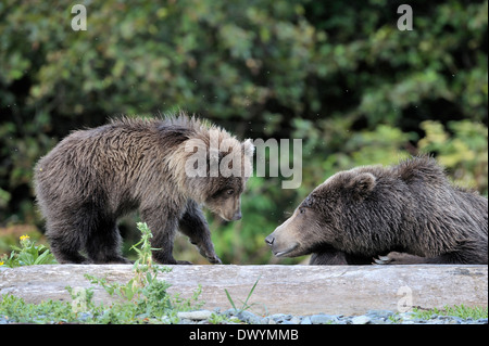 Grizzly Bär (Ursus Arctos Horribilis) Mutter mit Jungtier zusammen zu spielen. Stockfoto