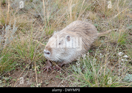 Gemeinsamen amerikanischen Bisamratte, Bisamratte oder Muskbeaver (Ondatra Zibethicus) Stockfoto