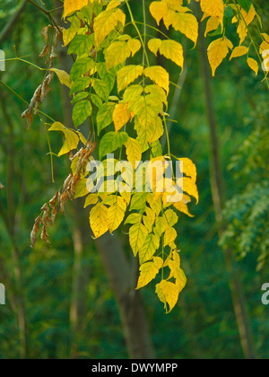 Millingtonia Hortensis, indischen Cork Tree Baum Jasmin Stockfoto