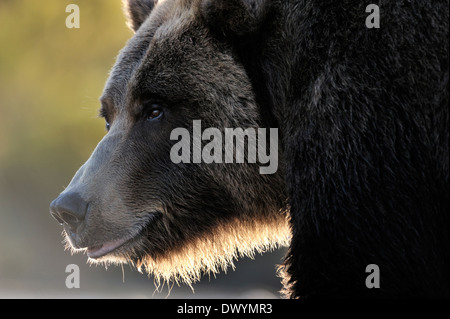 Grizzly Bär (Ursus Arctos Horribilis) Porträt mit Hintergrundbeleuchtung.