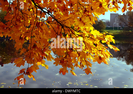 Spitz-Ahorn (Acer Platanoides) in den goldenen Herbst Kleidung Stockfoto