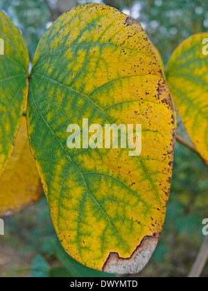 Blatt der Orchidee Baum, Varigated Bauhinia Bauhinia variegata Stockfoto