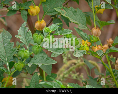 Physalis, Hog-Pflaume, Schale-Tomate, Wild-Pompion, Lampion, Blase Kirsche, Cape Gooseberry Stockfoto