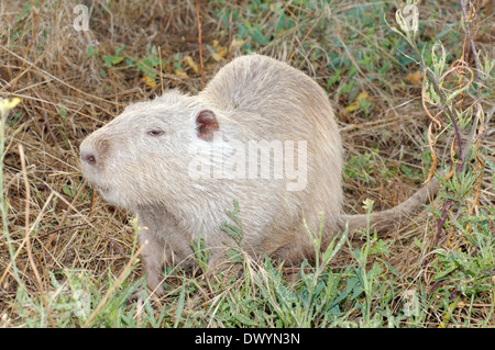 Gemeinsamen amerikanischen Bisamratte, Bisamratte oder Muskbeaver (Ondatra Zibethicus) Stockfoto