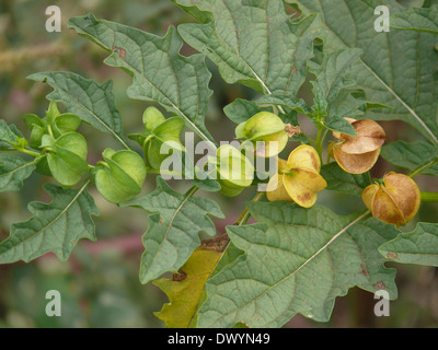 Physalis, Hog-Pflaume, Schale-Tomate, Wild-Pompion, Lampion, Blase Kirsche, Cape Gooseberry Stockfoto