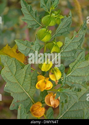 Physalis, Hog-Pflaume, Schale-Tomate, Wild-Pompion, Lampion, Blase Kirsche, Cape Gooseberry Stockfoto