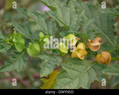 Physalis, Hog-Pflaume, Schale-Tomate, Wild-Pompion, Lampion, Blase Kirsche, Cape Gooseberry Stockfoto