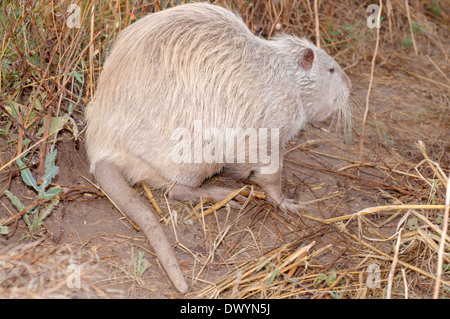 Gemeinsamen amerikanischen Bisamratte, Bisamratte oder Muskbeaver (Ondatra Zibethicus) Stockfoto