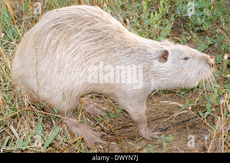 Gemeinsamen amerikanischen Bisamratte, Bisamratte oder Muskbeaver (Ondatra Zibethicus) Stockfoto