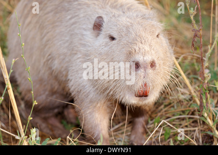 Gemeinsamen amerikanischen Bisamratte, Bisamratte oder Muskbeaver (Ondatra Zibethicus) Stockfoto