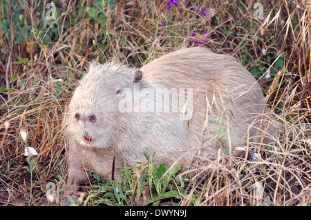 Gemeinsamen amerikanischen Bisamratte, Bisamratte oder Muskbeaver (Ondatra Zibethicus) Stockfoto