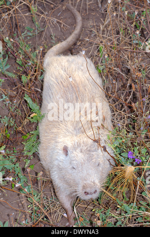 Gemeinsamen amerikanischen Bisamratte, Bisamratte oder Muskbeaver (Ondatra Zibethicus) Stockfoto