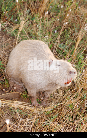 Gemeinsamen amerikanischen Bisamratte, Bisamratte oder Muskbeaver (Ondatra Zibethicus) Stockfoto