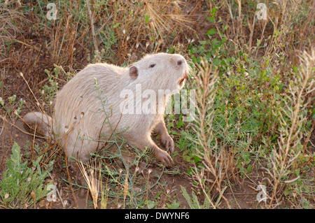 Gemeinsamen amerikanischen Bisamratte, Bisamratte oder Muskbeaver (Ondatra Zibethicus) Stockfoto