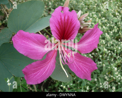 Blume der Orchidee Baum, Varigated Bauhinia Bauhinia variegata Stockfoto