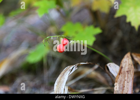 Letzten zwei Beeren von Lily Of The Valley im Wald im Herbst Stockfoto