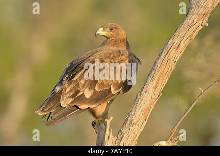 Steppenadler (Aquila Nipalensis) in Rajasthan, Indien Stockfoto