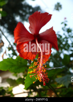 Rote Hibiscus Rosa-Sinensis Blumen Stockfoto