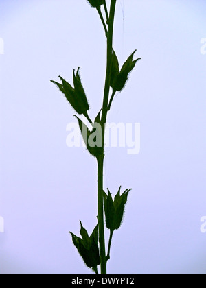 Trockenen Ast von Hibiscus Sabdariffa var. Rubra, rote Sauerampfer, Roselle, Florida Cranberry, indische Sauerampfer, jamaikanische Sauerampfer, Patwa Stockfoto