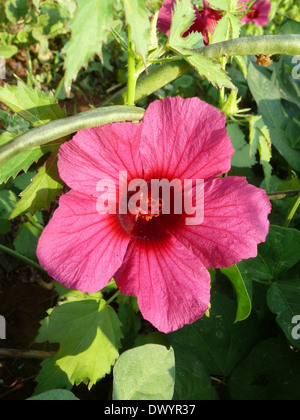 Hibiscus Sabdariffa var. Rubra, rote Sauerampfer, Roselle, Florida Cranberry, indische Sauerampfer, jamaikanische Sauerampfer, Patwa Stockfoto