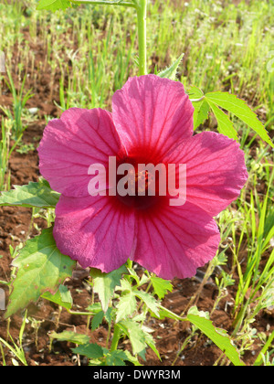 Hibiscus Sabdariffa var. Rubra, rote Sauerampfer, Roselle, Florida Cranberry, indische Sauerampfer, jamaikanische Sauerampfer, Patwa Stockfoto