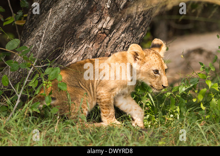 Löwenjunges (Panthera Leo) Stockfoto