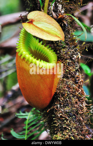 Nepenthes Villosa - Kannenpflanzen in Mt Kinabalu National Park, Sabah, Borneo Mt Kinabalu National Park, Sabah, Borneo Malaysia Stockfoto