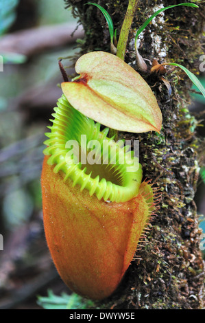 Nepenthes Villosa - Kannenpflanzen in Mt Kinabalu National Park, Sabah, Borneo Mt Kinabalu National Park, Sabah, Borneo Malaysia Stockfoto