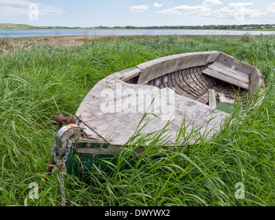 Eine alte verlassene Holzboot in grünen Schilf hinter Bay, East Lothian, Schottland. Stockfoto