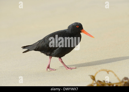 Variable Austernfischer (Haematopus unicolor), eine Art endemisch in Neuseeland. Stockfoto