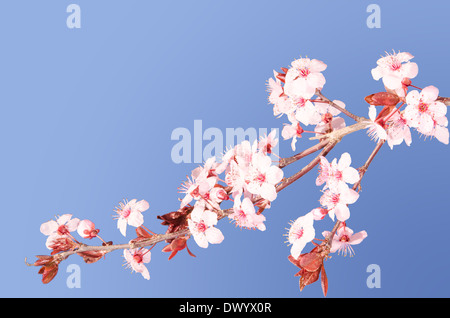 Sakura rosa japanische Kirschblüte Zweig mit textfreiraum am strahlend blauen Himmel Stockfoto