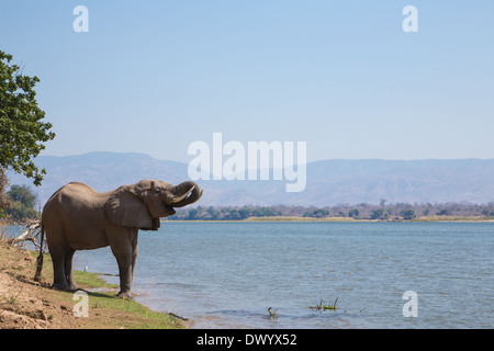 Afrikanischen Elefantenbullen (Loxodonta Africana) trinken aus dem Zambezi river Stockfoto