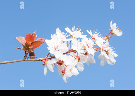 Frische weiße Blumen auf Zweig der Frühling blühenden Kirsche gegen klar blauen Himmel Stockfoto