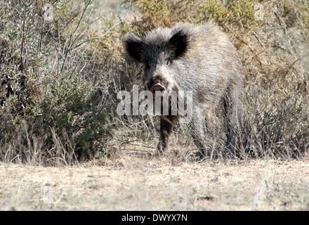 Nahaufnahme von einem Reifen Wildschwein (Sus Scrofa) begegnet in der freien Wildbahn in Südspanien Stockfoto