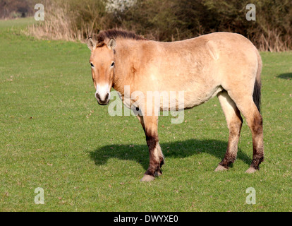 Mongolische Przewalski Pferd (Equus Ferus Przewalskii) Stockfoto