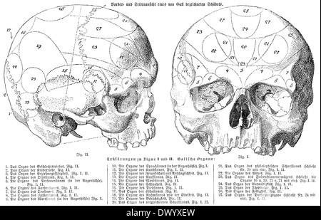 Menschlicher Schädel, anatomische Illustration von Franz Joseph Gall, 1758-1828, ein deutscher Arzt und Anatom Stockfoto